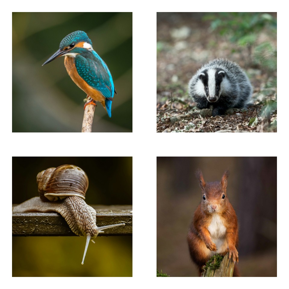 Image row of UK wildlife. Snail, dragonfly, toad, ladybird, badger