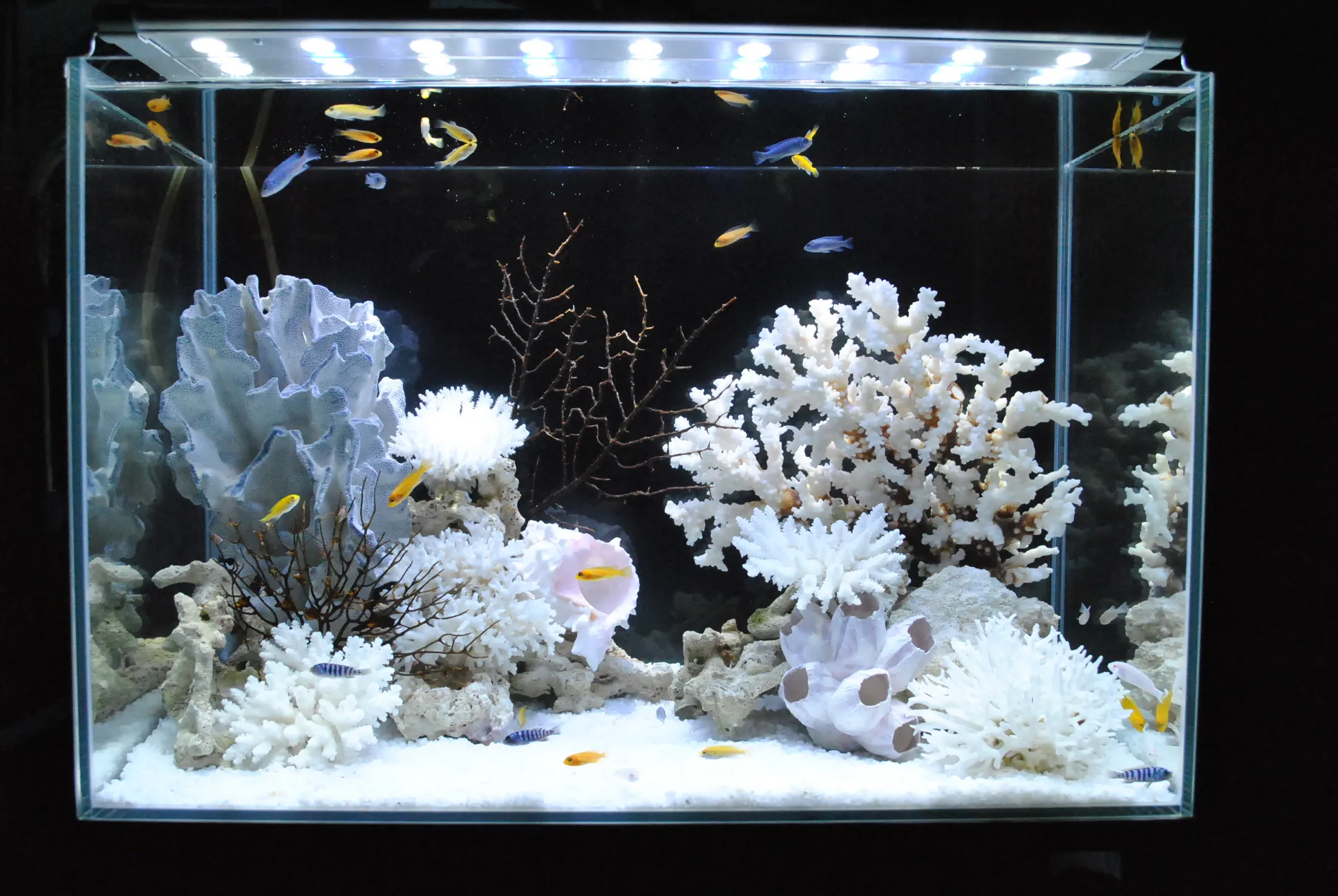 サンゴを中心に構成した明るい印象の疑似海水アクアリウムレイアウト