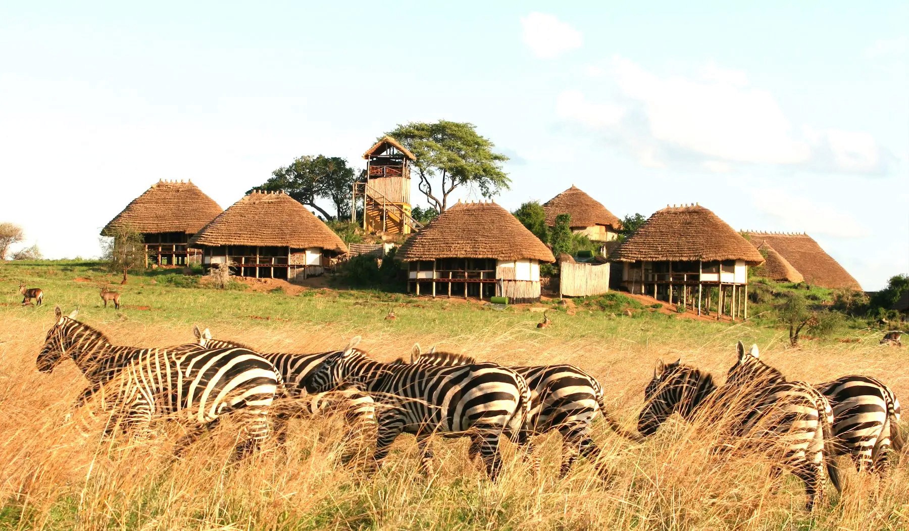 Zebras grazing outside Apoka lodge