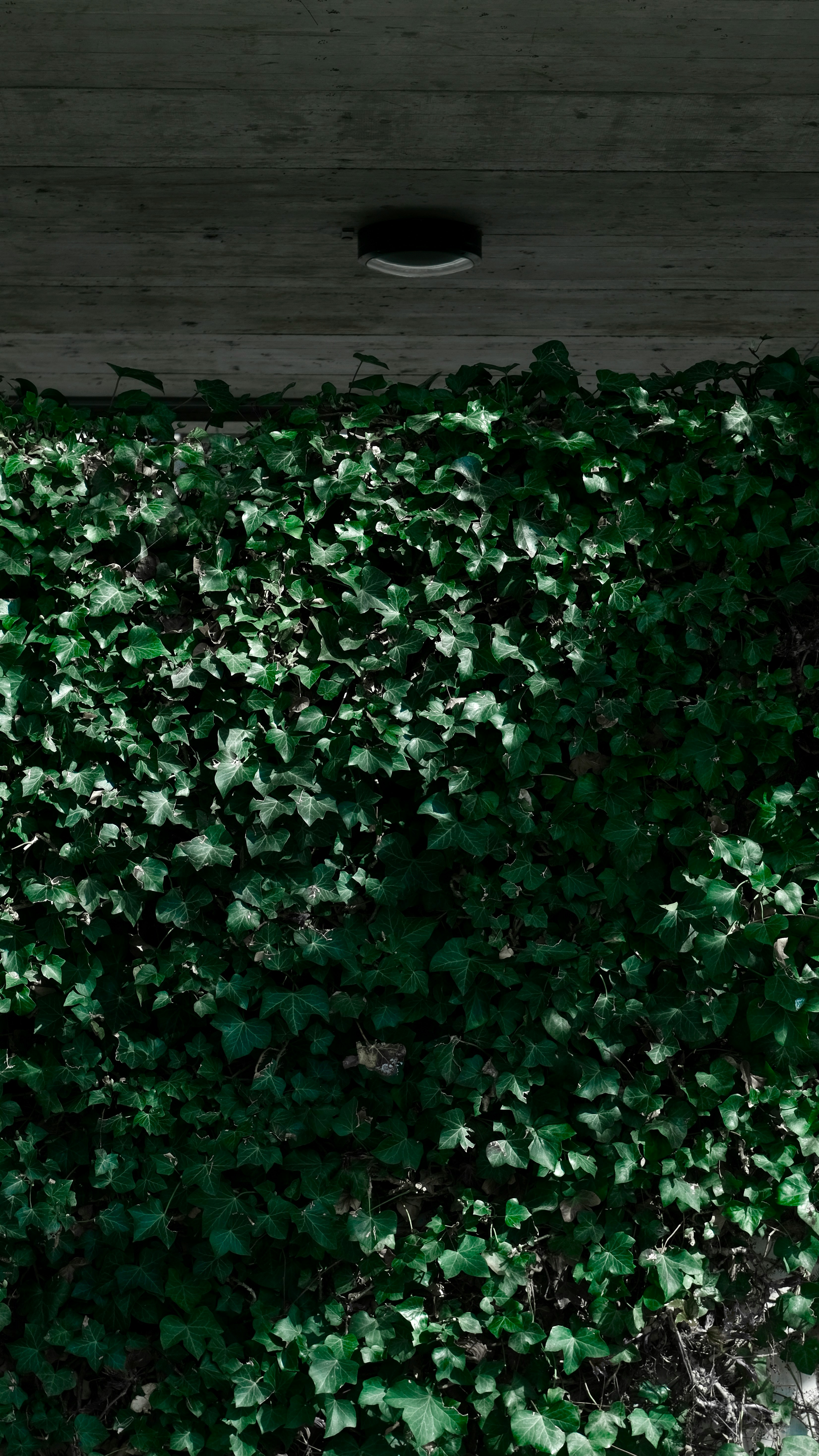 a wall covered in green leaves next to a window