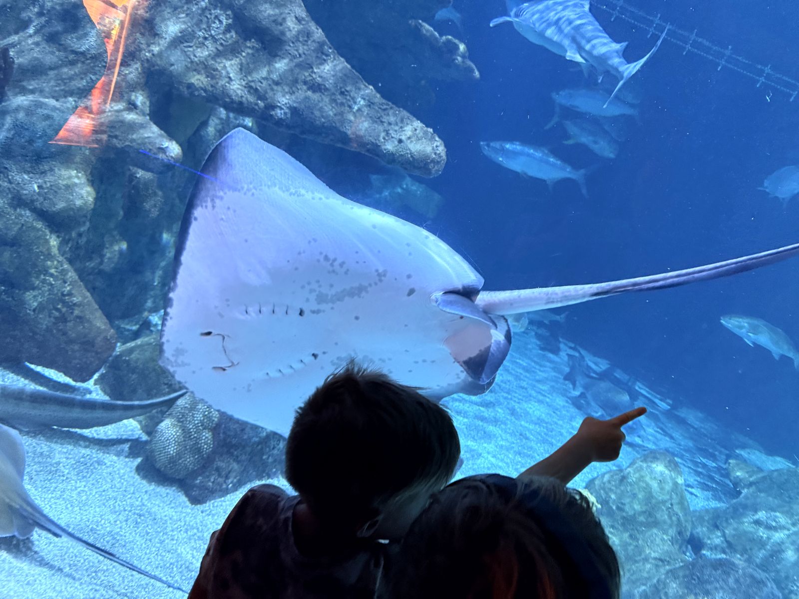 Touching a stingray in the ABQ BioPark aquarium's touch tank
