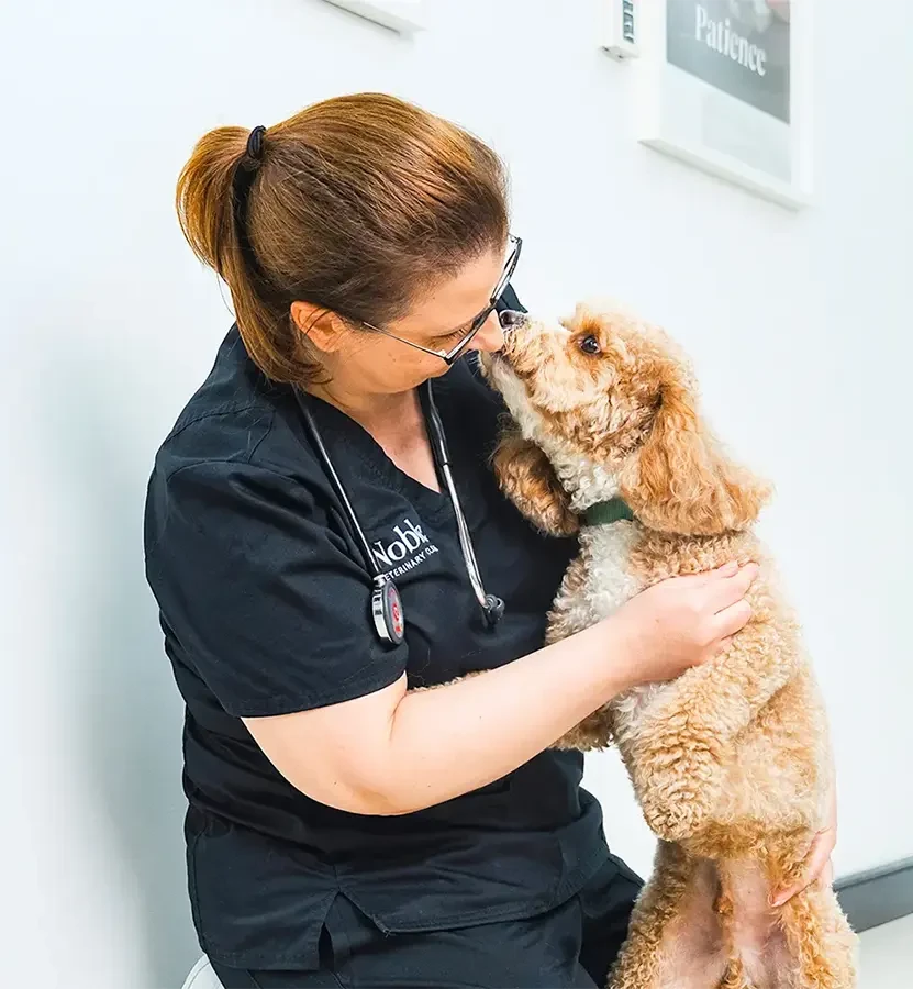 Dr. Lidija Krvavac in Noble scrubs holding a curly apricot poodle close in the clinic.
