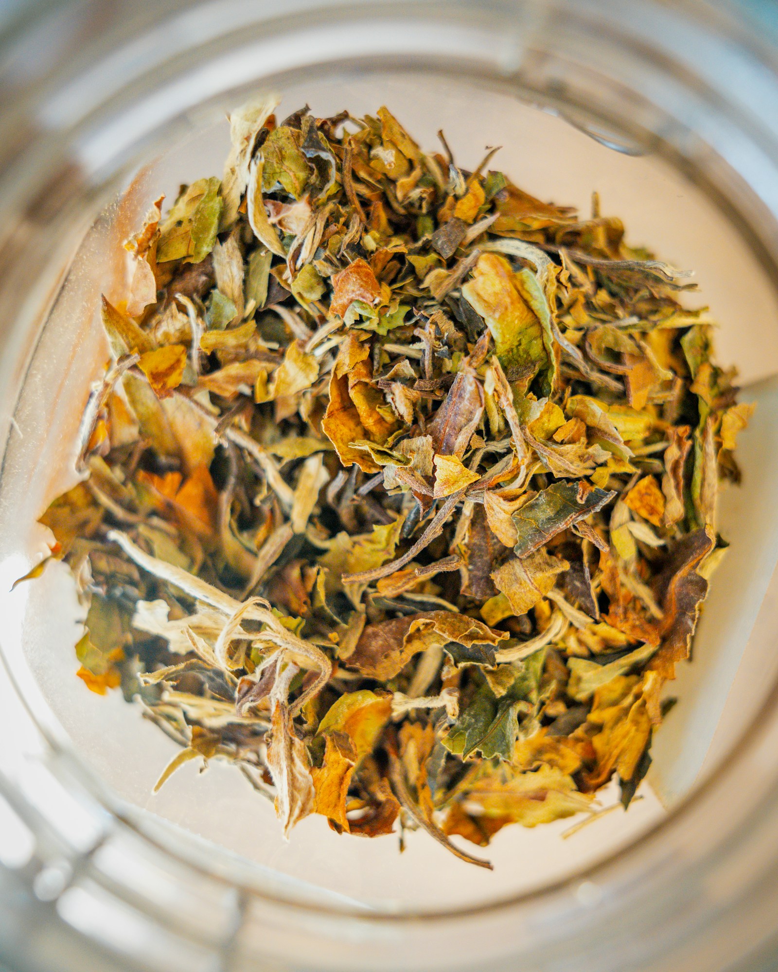 Dried white tea leaves in a glass jar