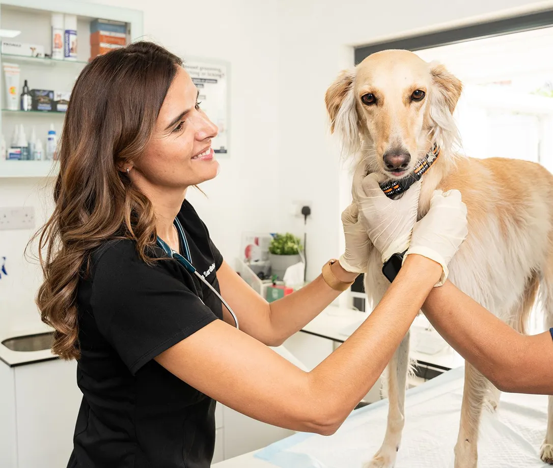 First class veterinary care in Dubai, you’ll wish you had fur too.