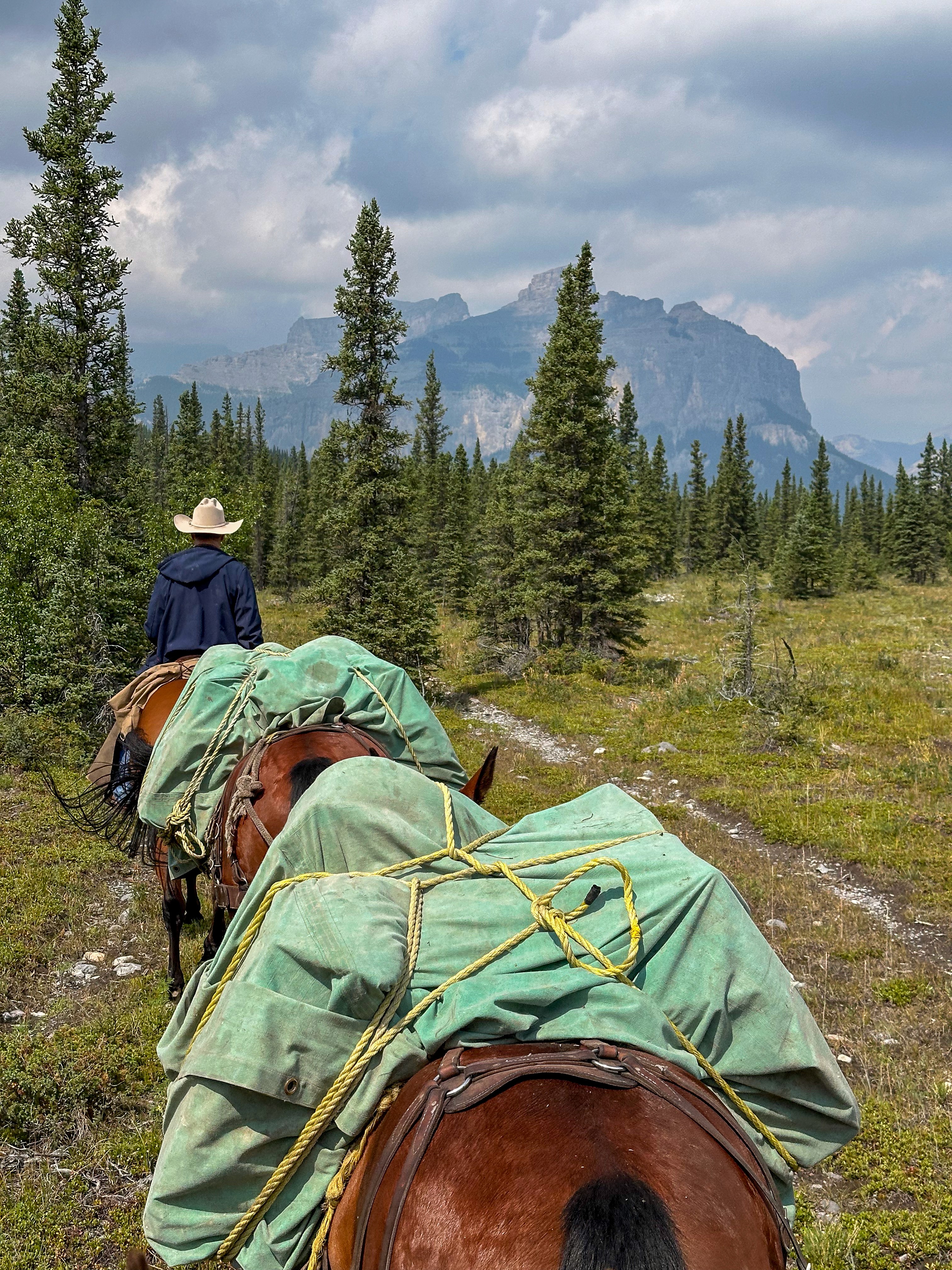 Horse trekking