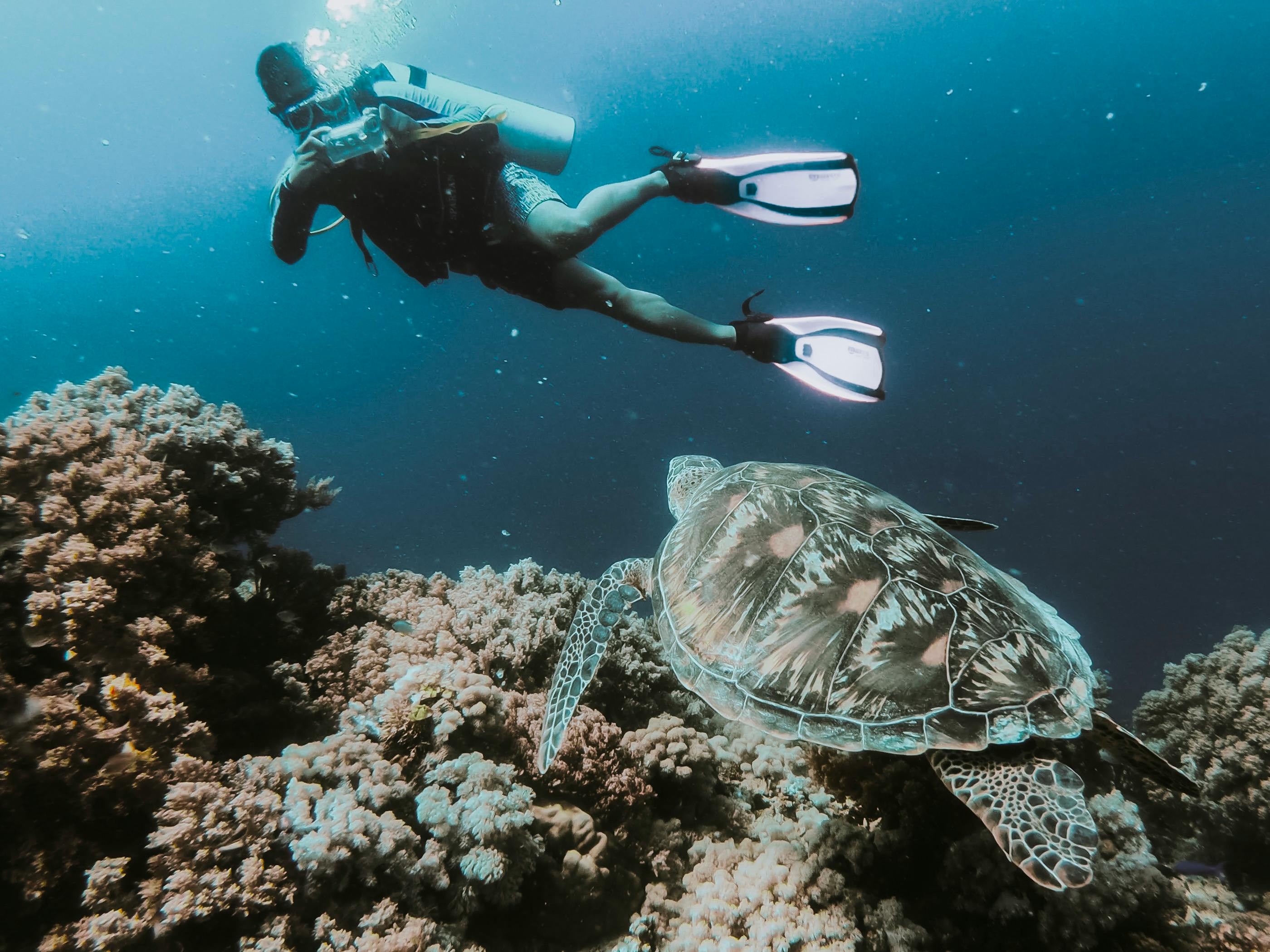 A male scuba divers taking a photo of a sea turtle underwater