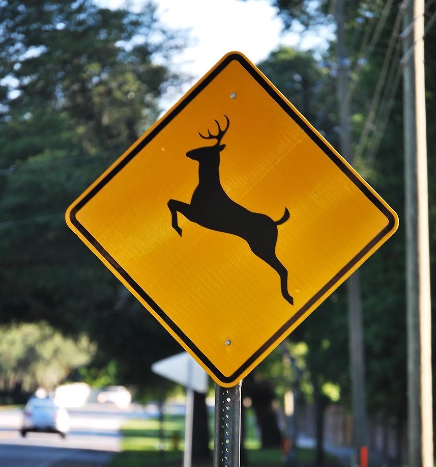 Deer crossing sign on rural road