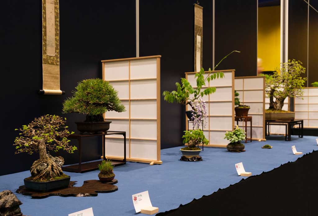tentoon gestelde bonsai bomen