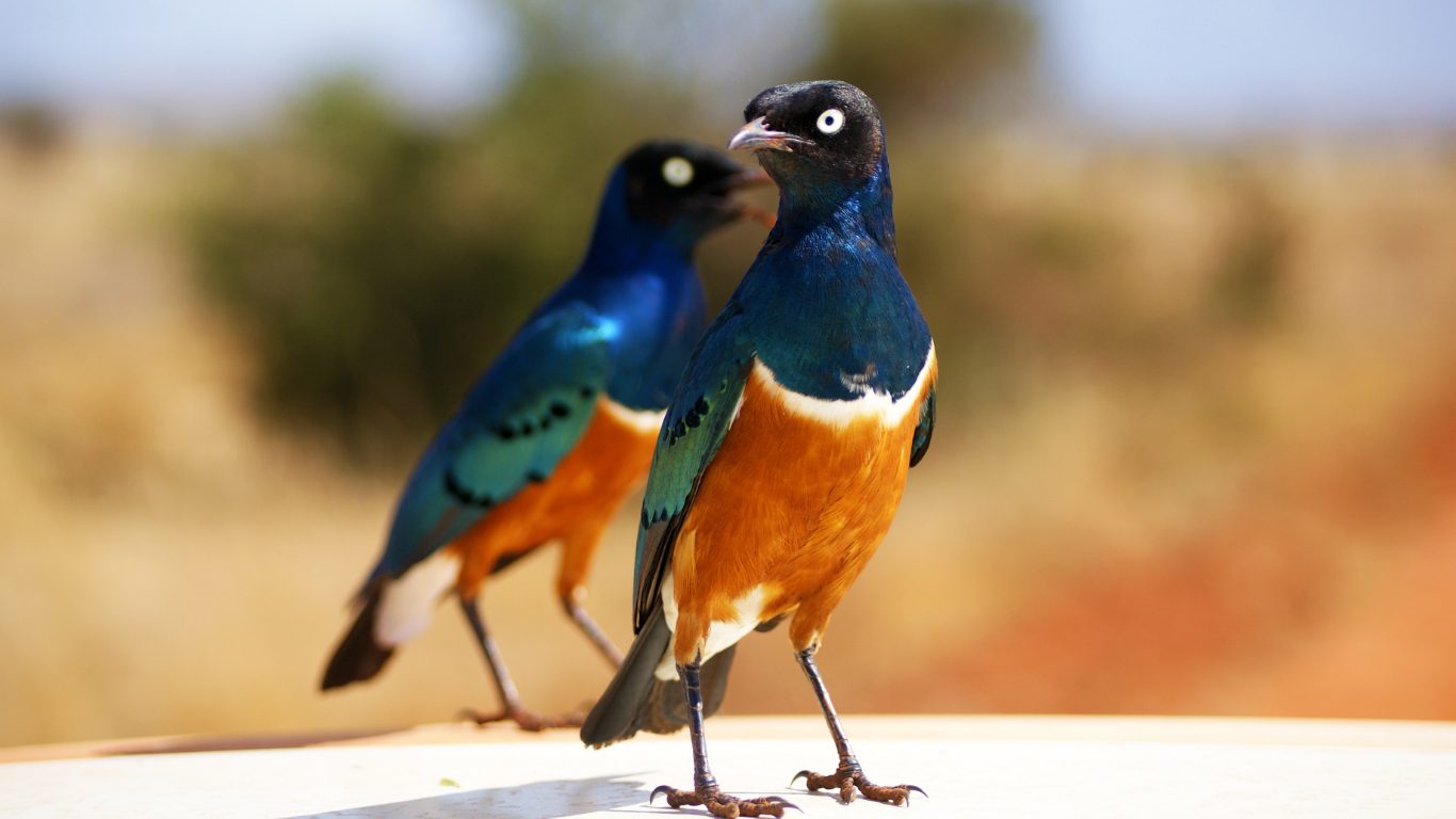 Breeding and Nesting
