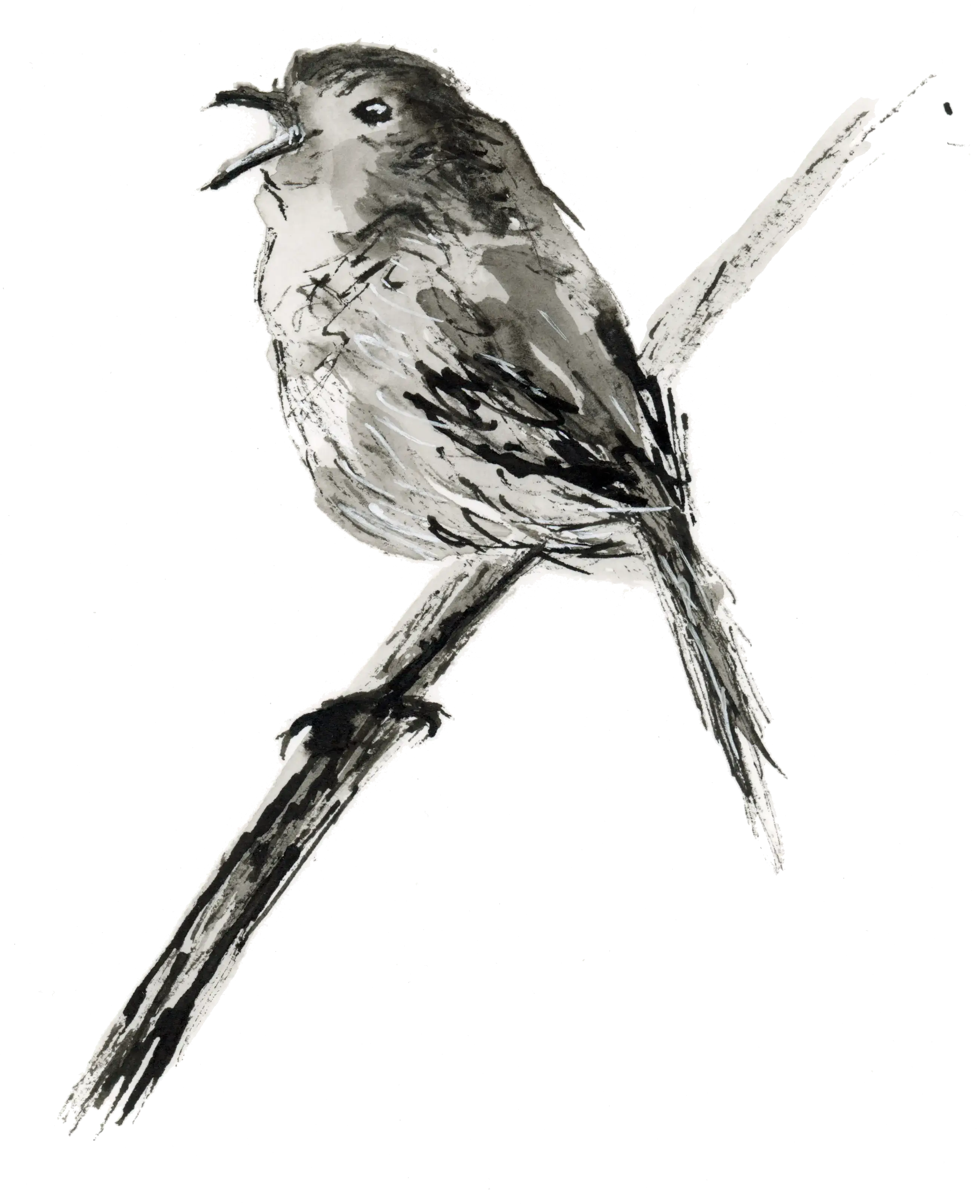 Ink illustration of a bird perched on a branch