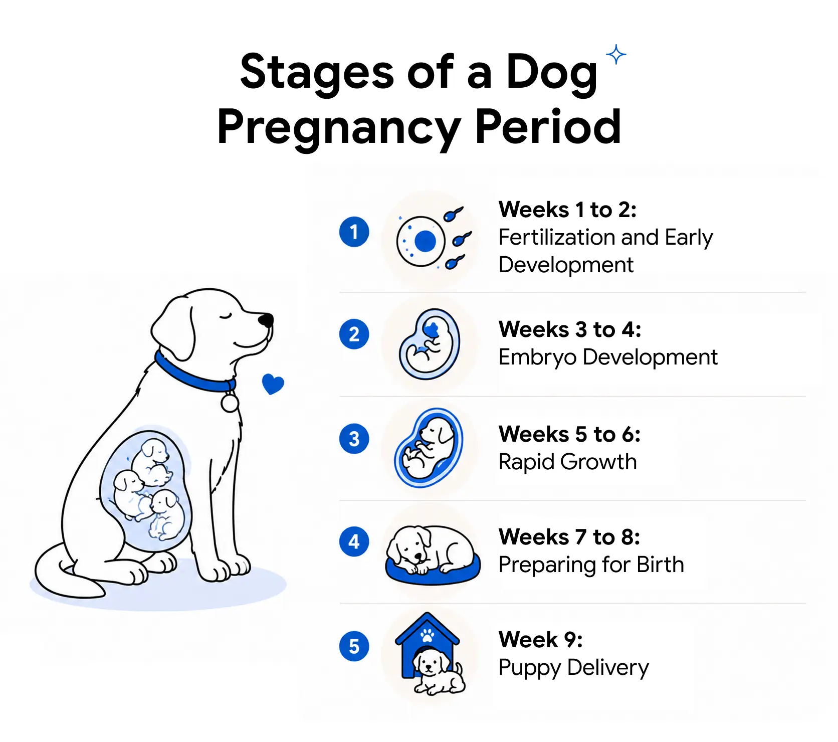 An infographic showing the stages of a dog's pregnancy period.