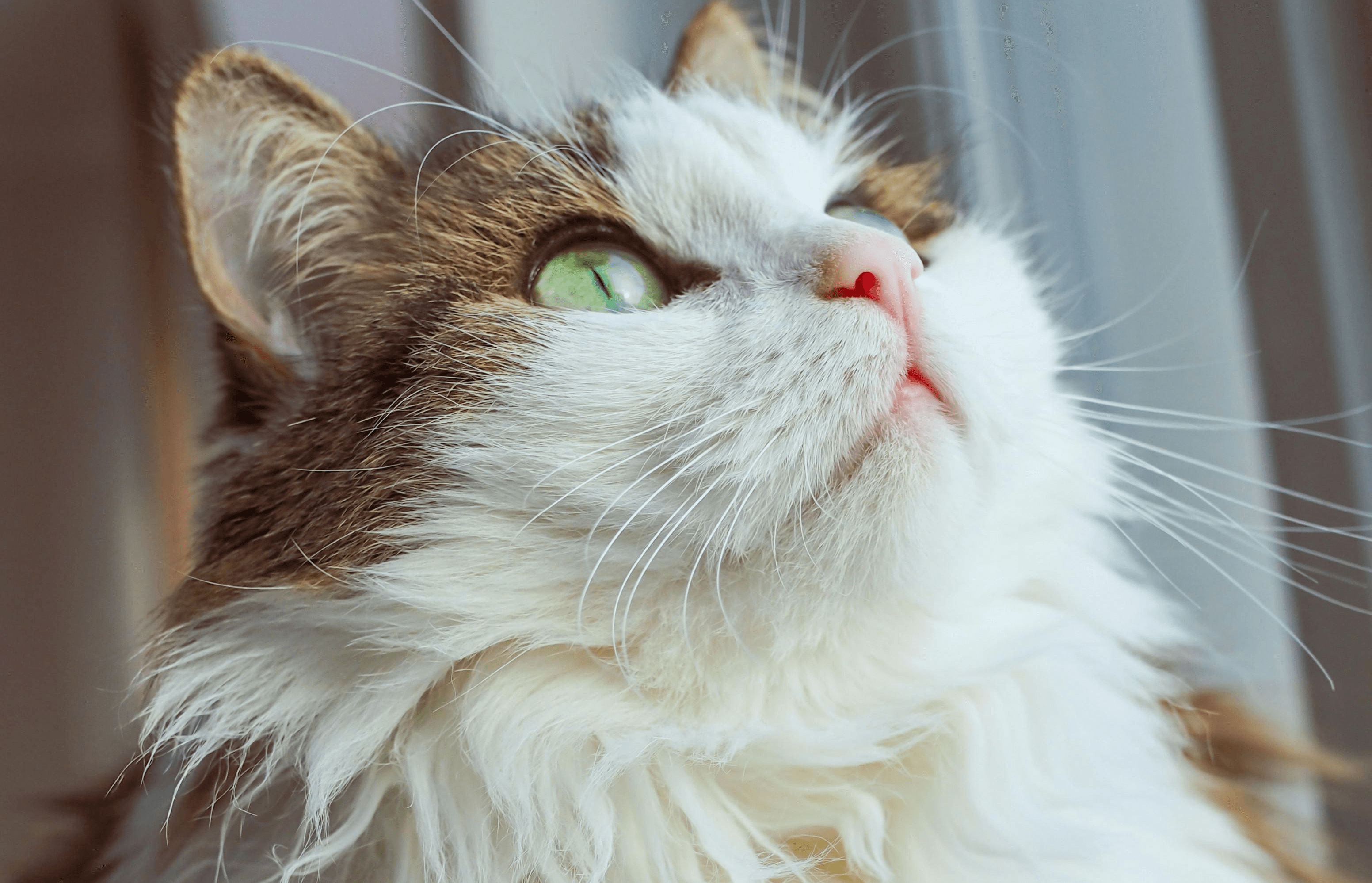 A Ragamuffin with a white and brown coat and green eyes is looking up.