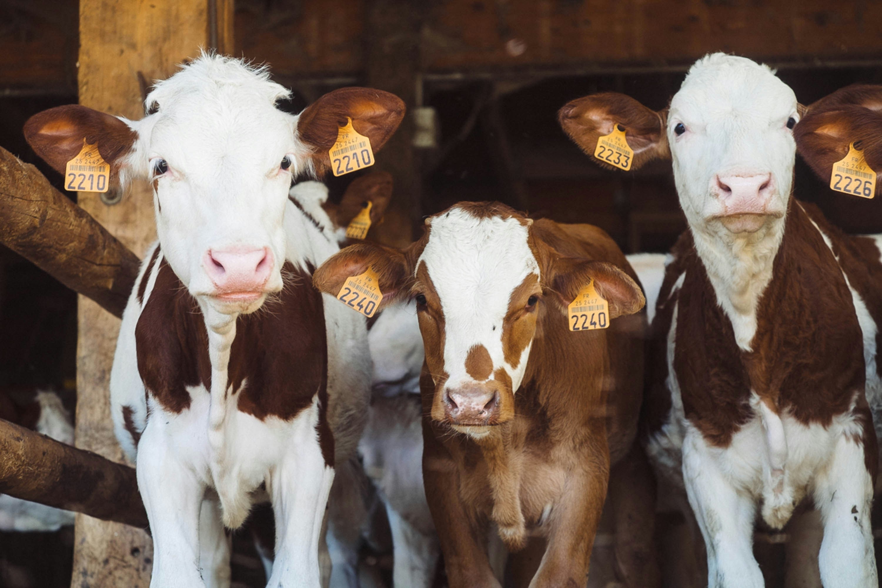 3 brown and white cows standing in a row looking directly at camera