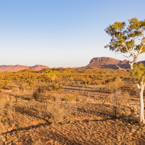 Ghost Gum Tree at the West MacDonnell Ranges