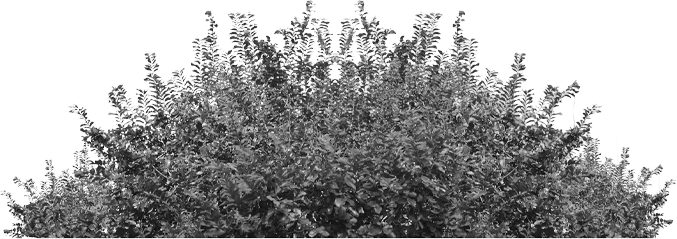 Bush of foliage.