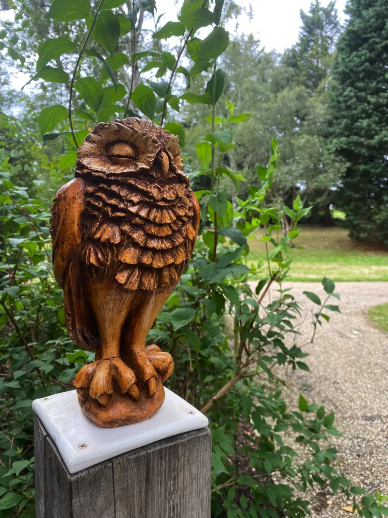 Furrowed owl side view