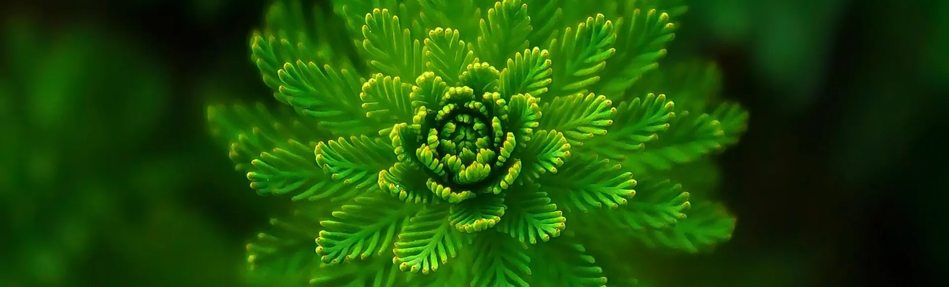 Eine grüne Pflanze mit im Kreis angeordneten Blättern.
