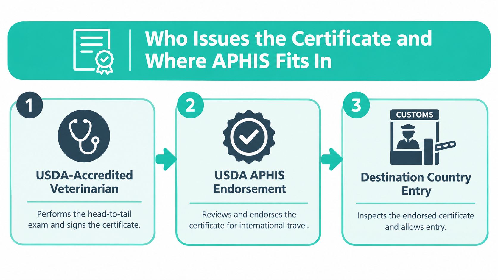 A three-step infographic showing the USDA-accredited veterinarian, APHIS endorsement, and destination country entry process for pet travel.