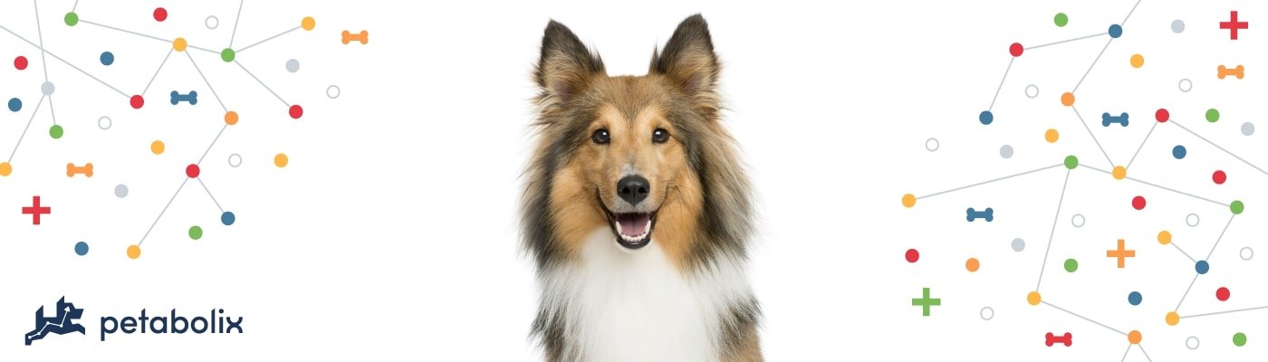 Shetland Sheepdog image