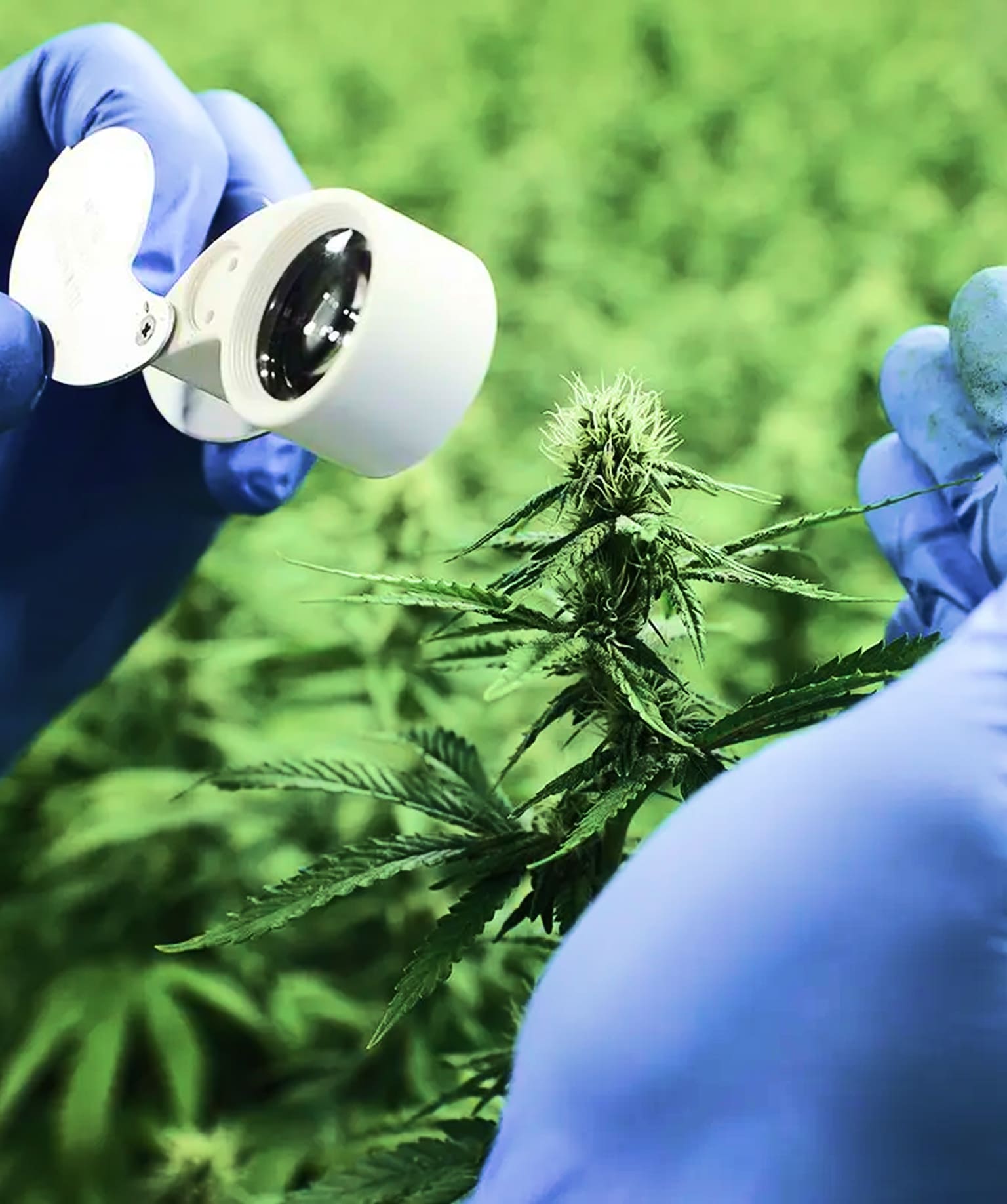 Laboratory research photography showing CBD cannabis plant analysis used as inspiration for I.D. Swiss Botanicals skincare brand based on botanical science.