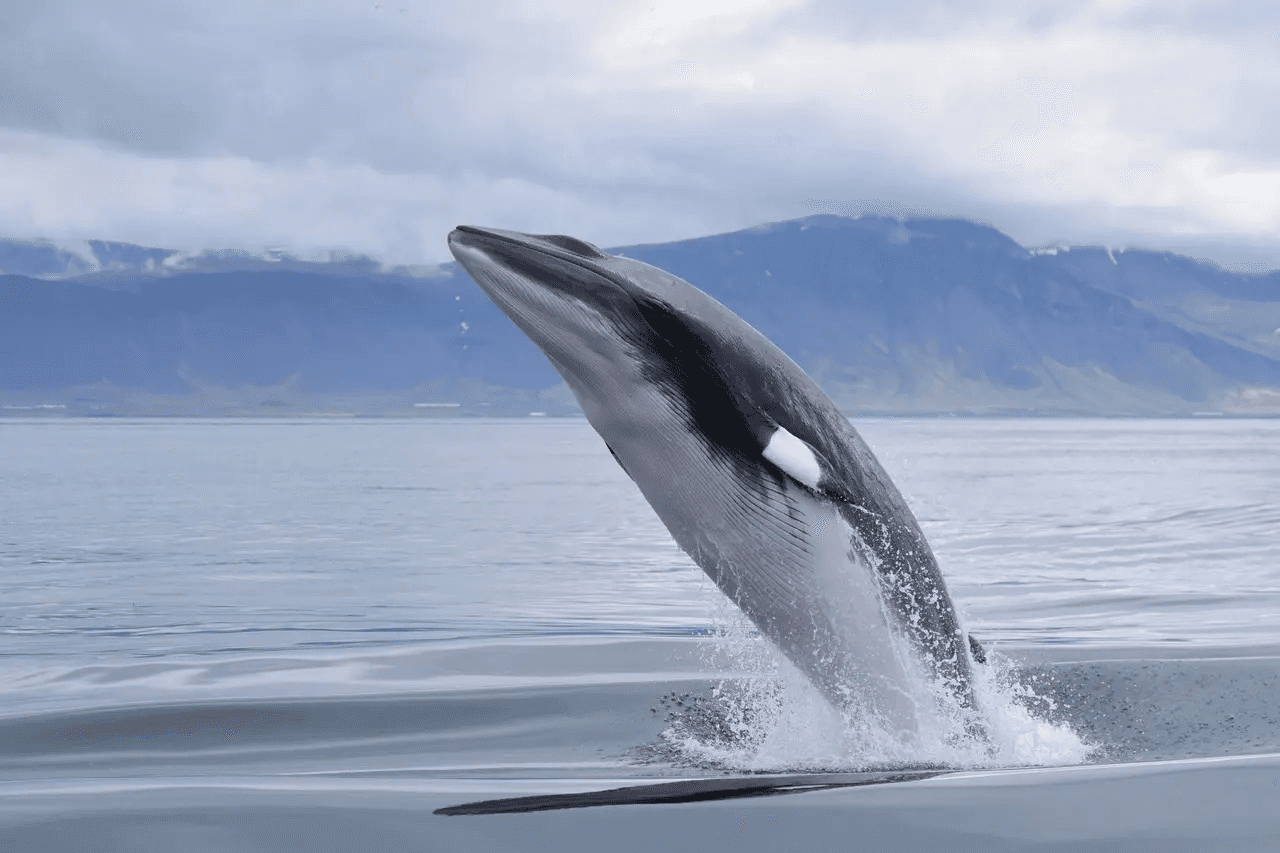 一只鲸鱼从海洋中跳出