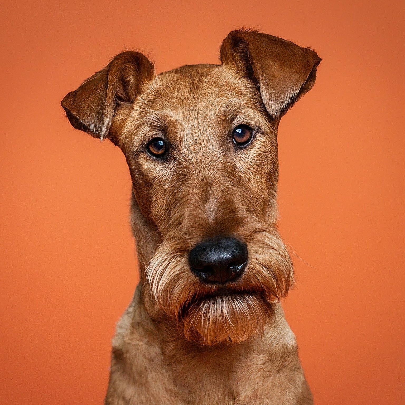 BUDDYUNO, Irish Terrier