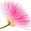 Albizia ipəyi