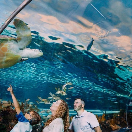 האקווריום של ריפלי בסמוקי + 2 או 3 אטרקציות נוספות