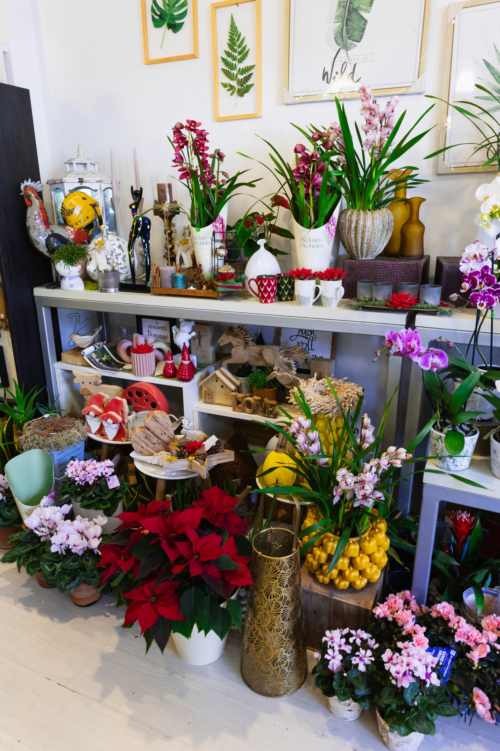 Showcase of multiple flowersflowers