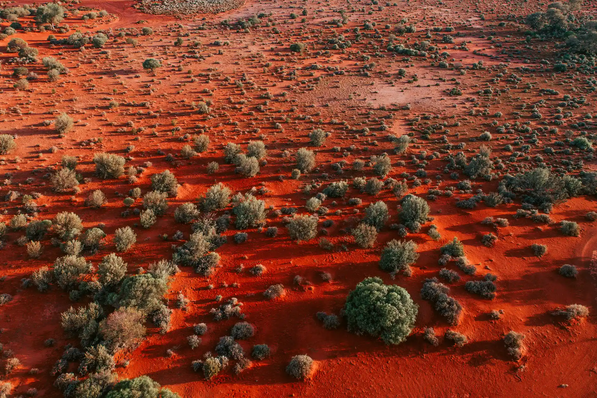 Aerial of low scrub scattered across deep red desert sand