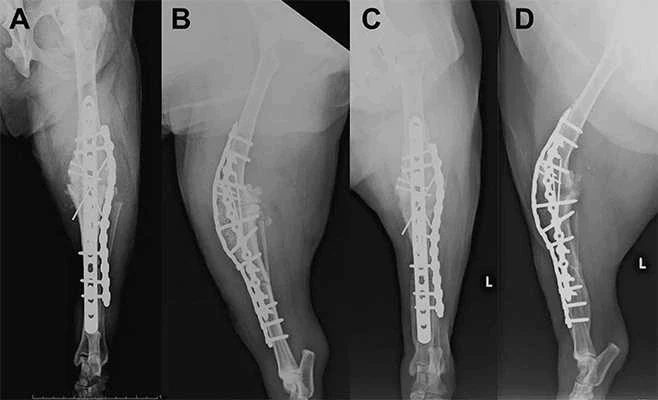 CT scan used in veterinary orthopedic surgery to plan a Limb-Sparing Surgery.