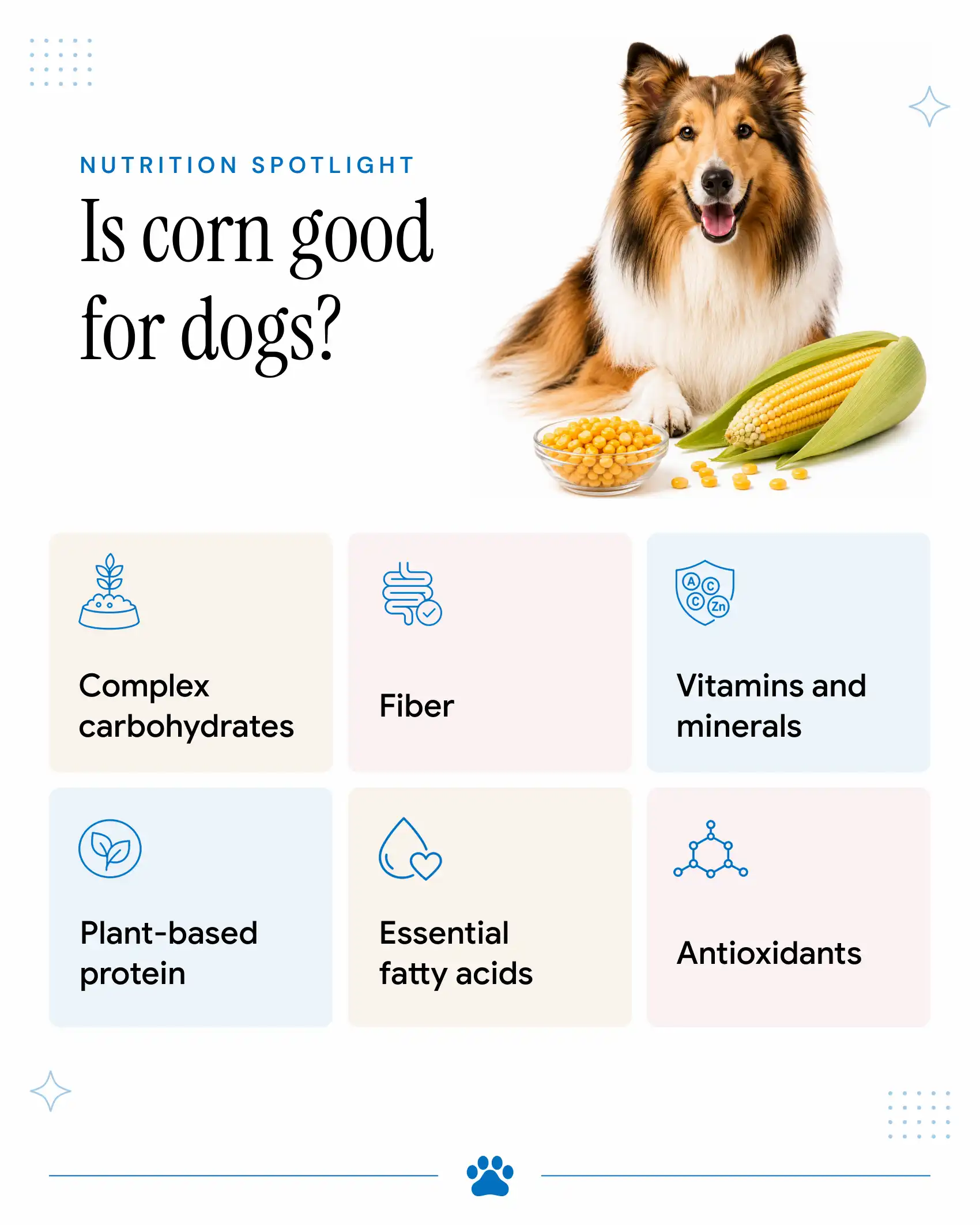 Why is Corn Good for Dogs?