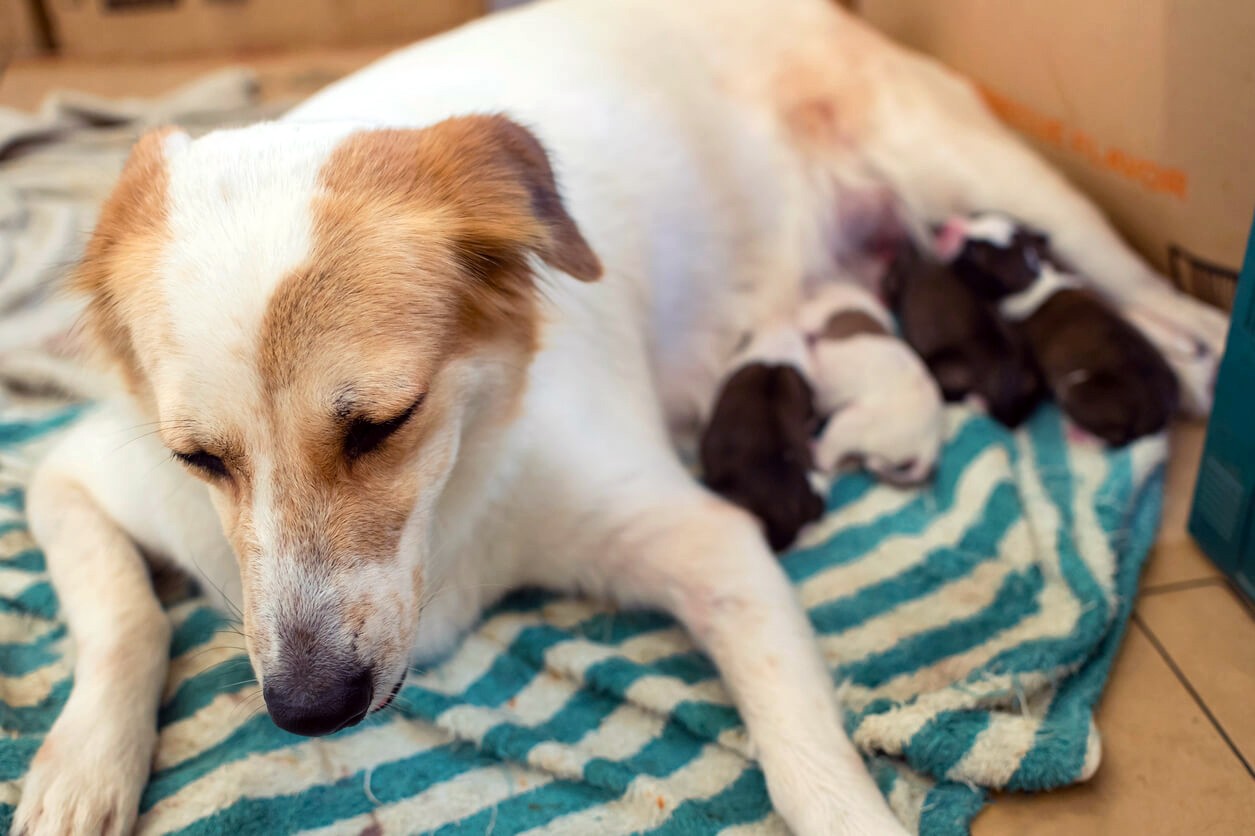 dog nursing her puppies