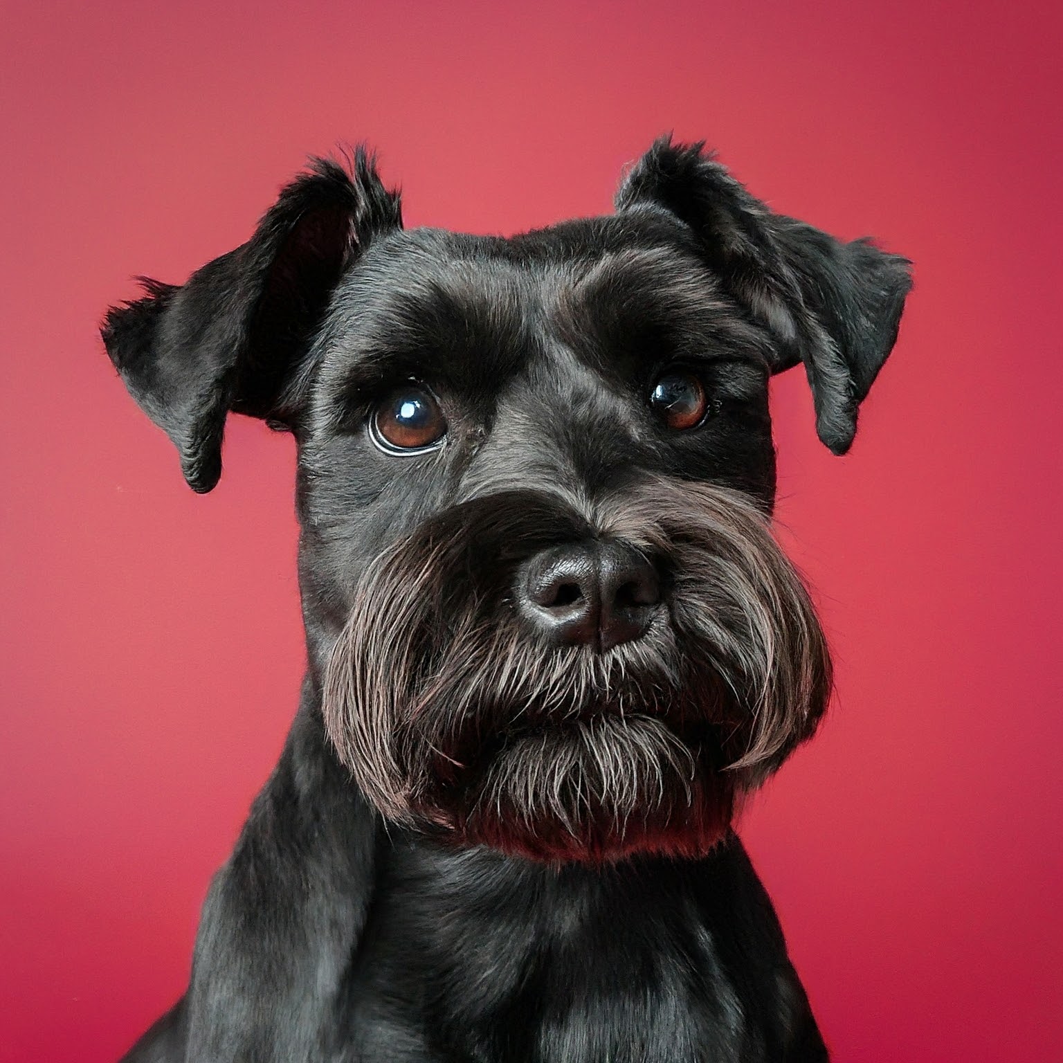 BUDDYUNO, Miniature Schnauzer