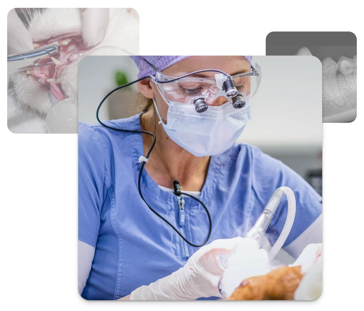 Collage zur Tierzahnmedizin mit Dr. Eva Gasymova bei einer Zahnbehandlung, einer Mauluntersuchung und einem Dentalröntgenbild.