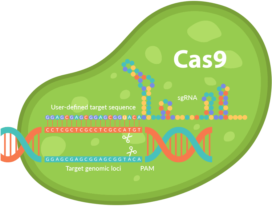 CRISPR