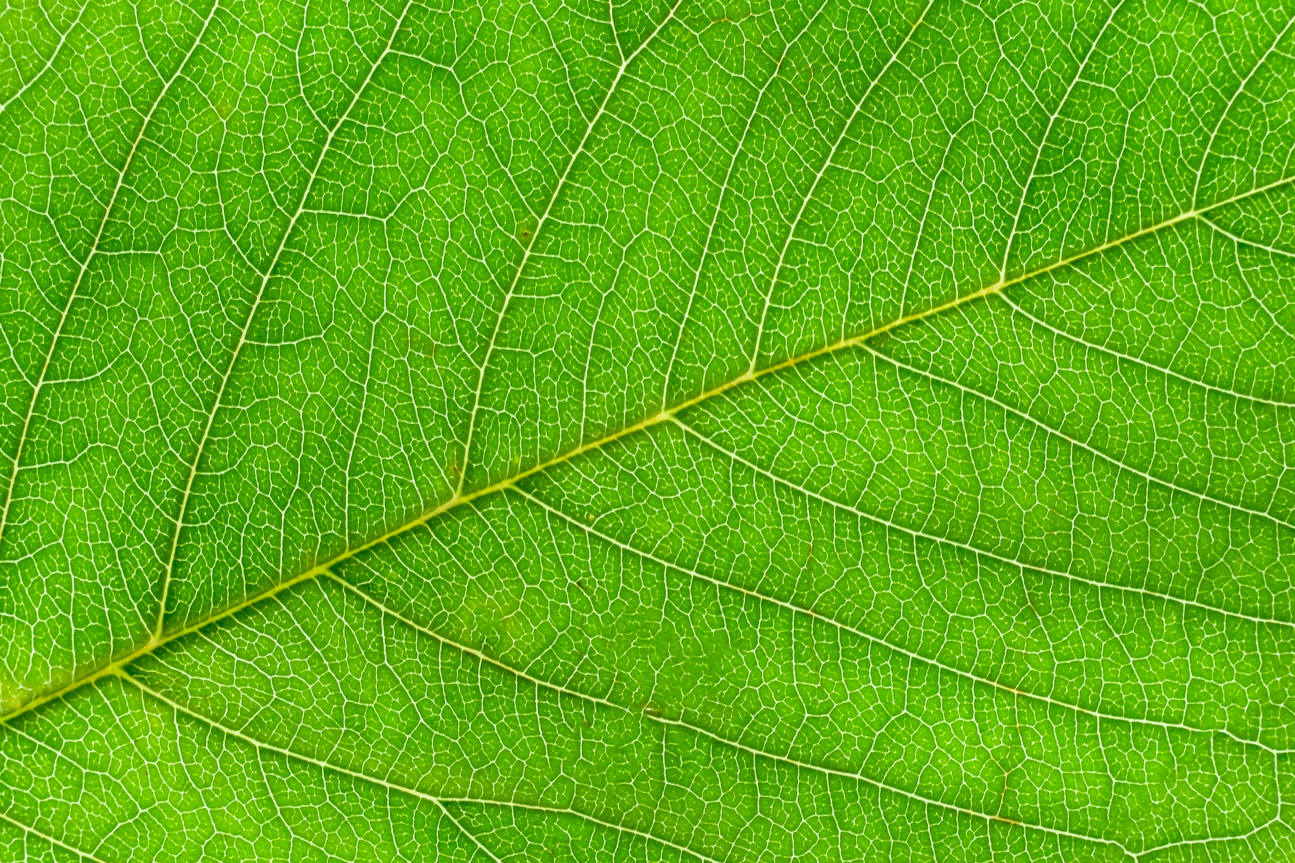 a close up view of a green leaf