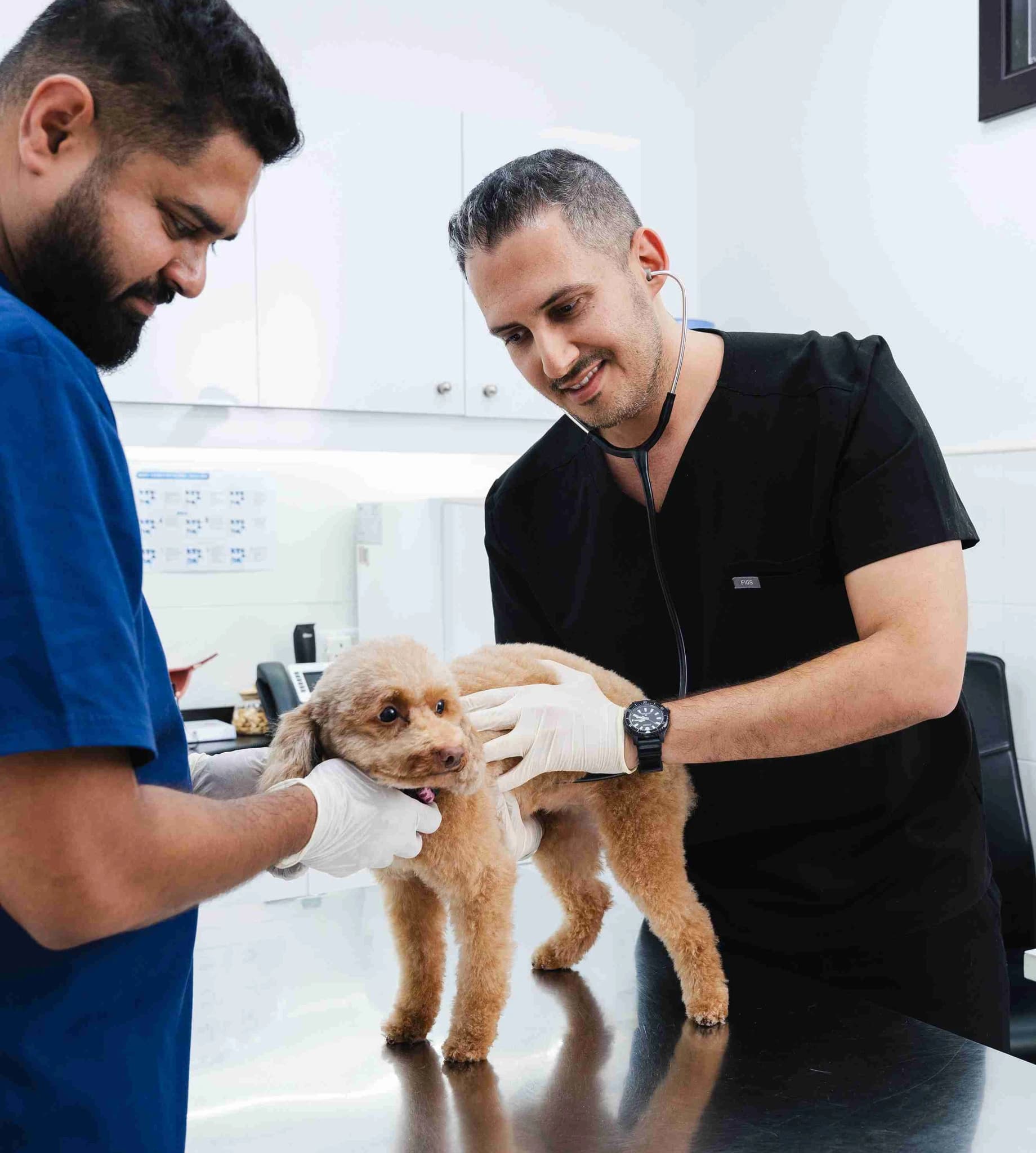Dr. Rokas Proscevicius holds a dog gently in our veterinary clinic.