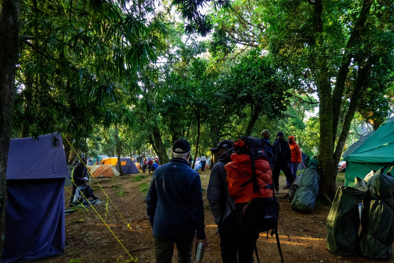 Forest Camp