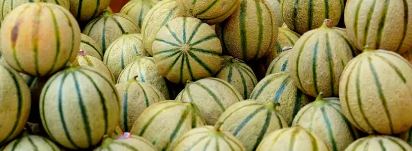 Melone Cantalupo coltivato dai fratelli vella