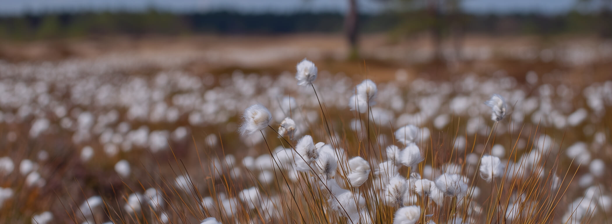 Heide-Wollgras in der Blüte