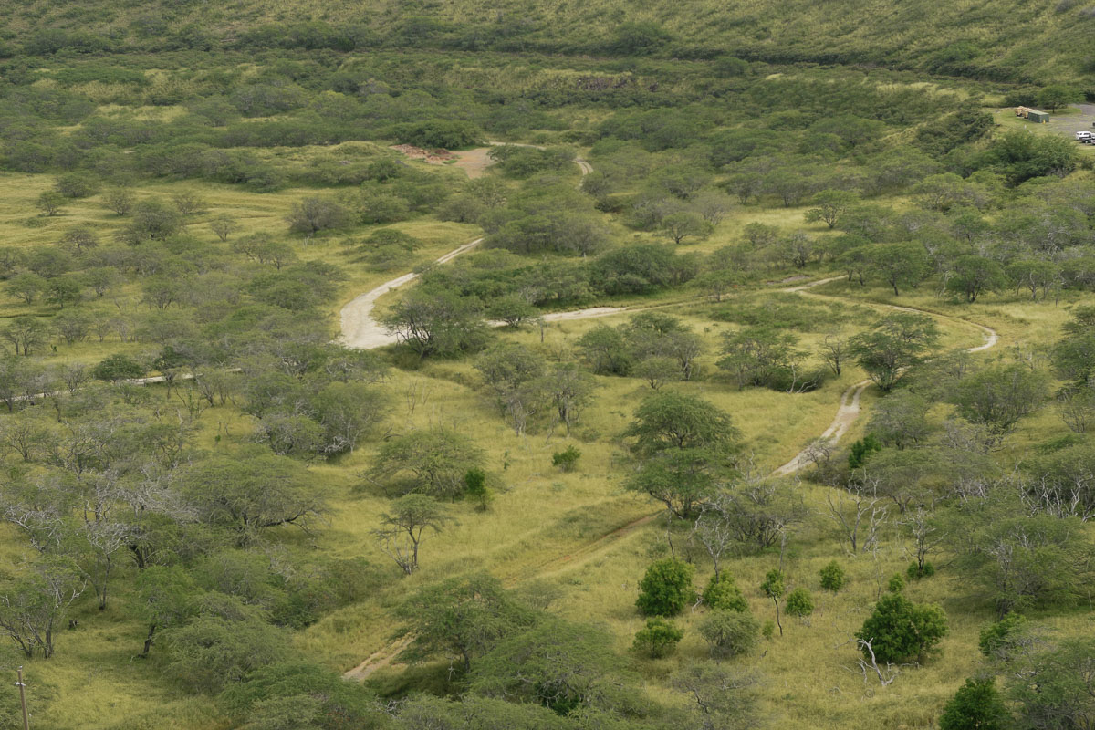 hawaiian plains