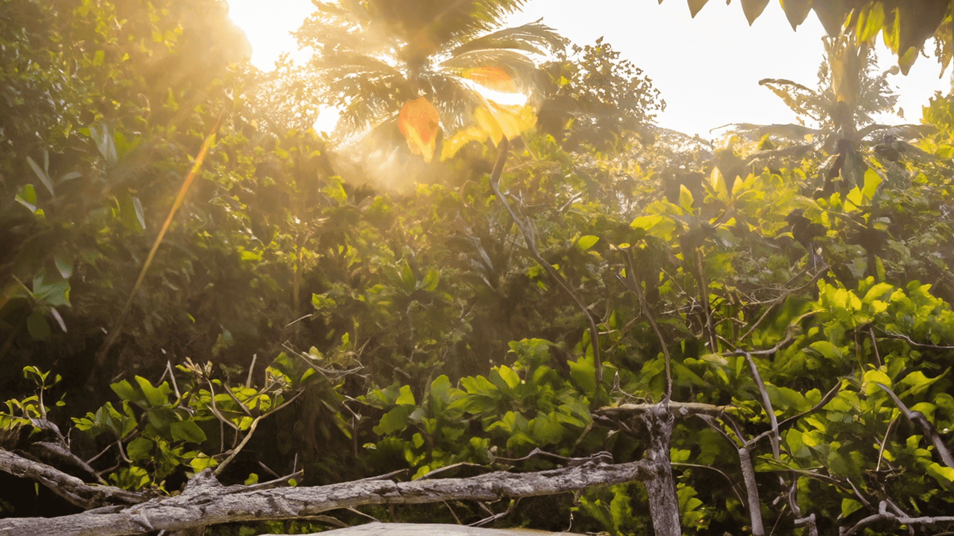 Sunlight streaming through lush tropical jungle foliage, capturing the natural beauty and serene atmosphere near Club Vieques.