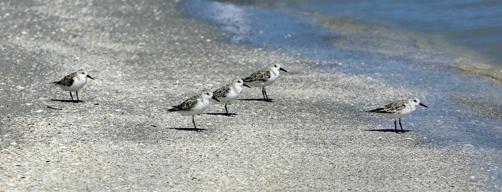 Green aurora lights in the sky at night