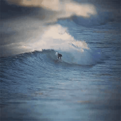 Surfer riding wave on a surfboard – surfboard rental in Manly.