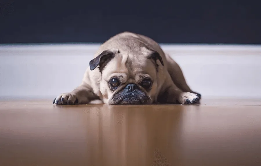 A veterinarian is checking a dog for the vet health certificate. 