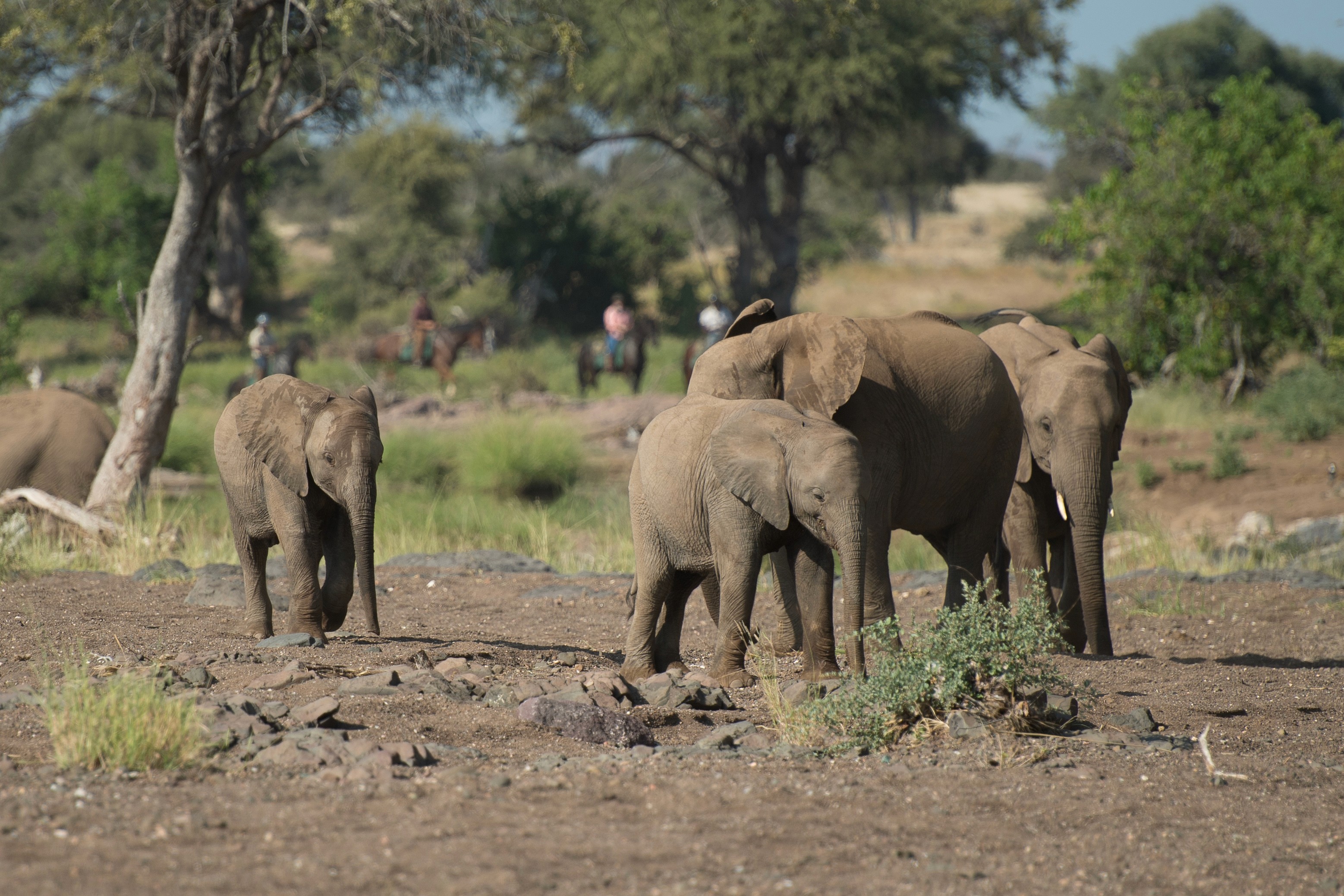 Tuli Safari, Botswana. Elefantfamiljer vid floden, med ryttare i fjärran. Att uppleva vilda djur från hästryggen gör denna ridsemester unik.