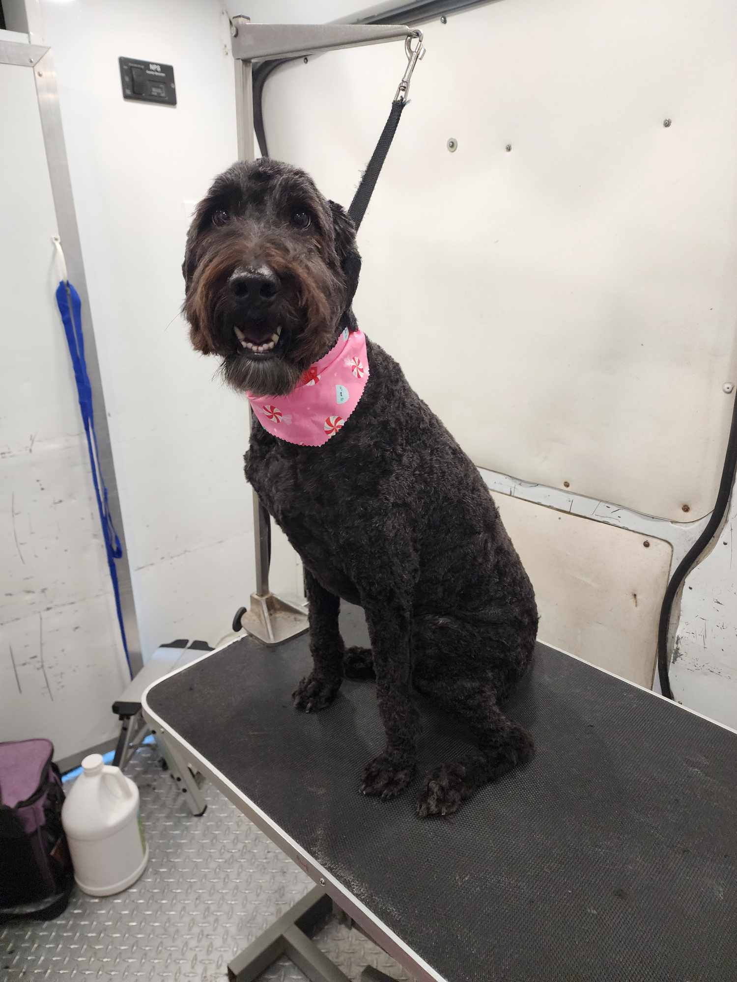 Medium Sized Dogs Grooming Gallery Of Photos - Wags To Riches Dog Grooming