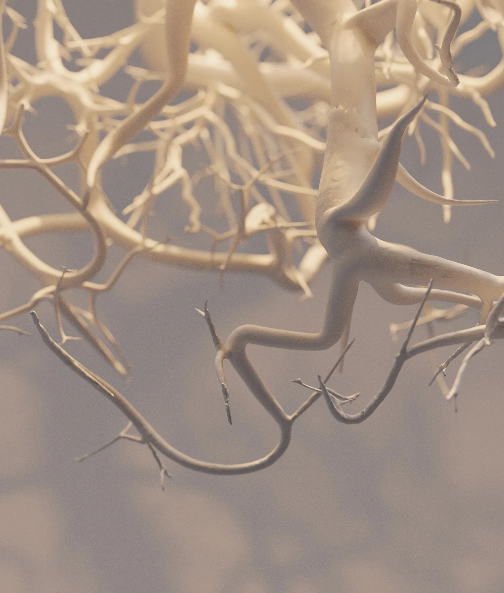 FORMS IN NATURE — LIGHT DETAIL