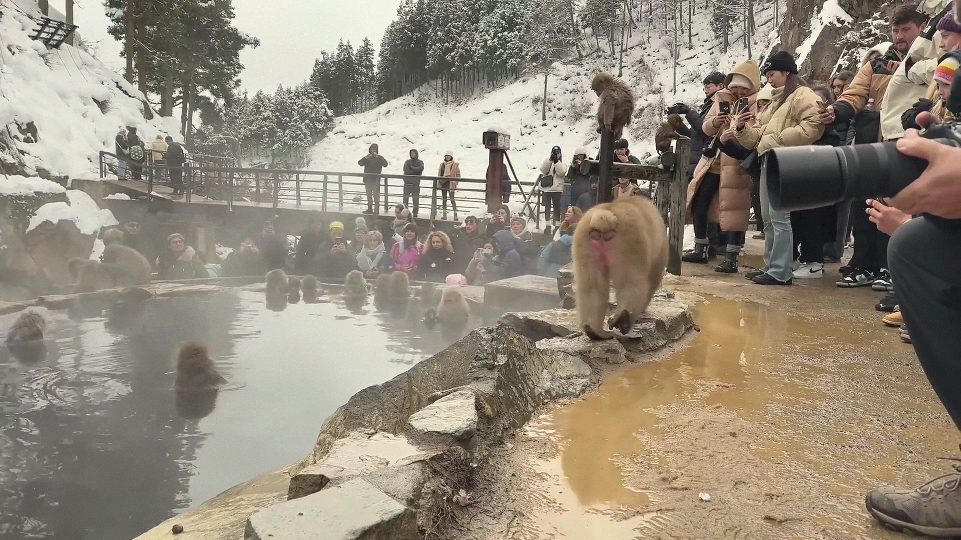Crowds of tourists with cameras lined along the pool as a snow monkey walks the path in the foreground, winter